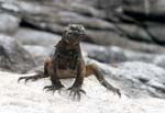 young iguana
